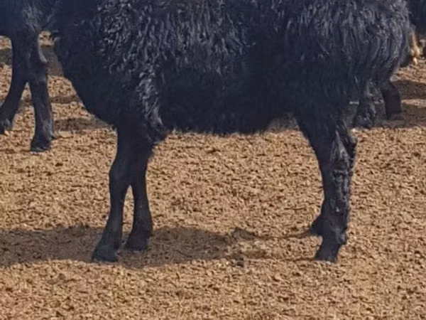 نعجة, Edilbay sheep — كازاخستان