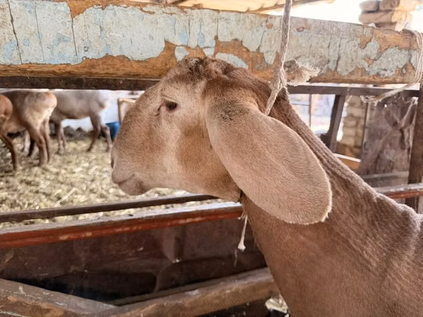 Widder, Rhon sheep