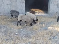 Carnero, Rhon sheep — foto 4