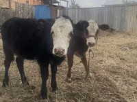 Bulle, Russian Black pied cattle — Foto 4