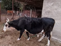 गाय, Latvian Blue cattle — फ़ोटो 1