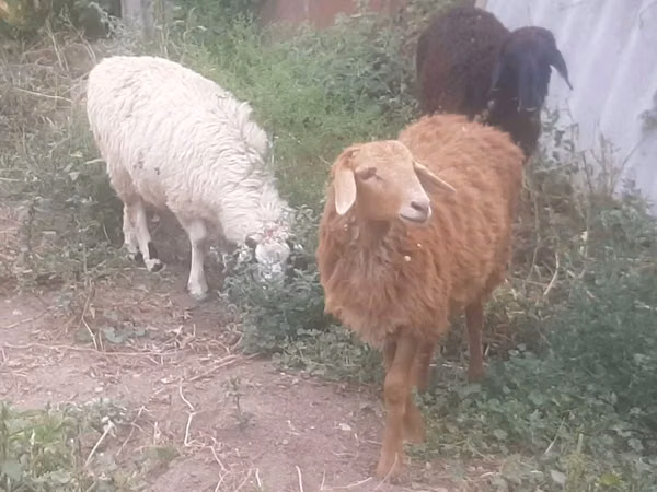 كبش, الأغنام — كازاخستان