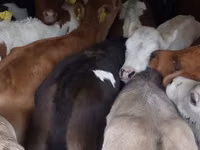 Qoramol (partiya, jinsi ko‘rsatilmagan), Simmental cattle — 4-rasm