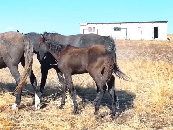 Stute, Kazakh horse
