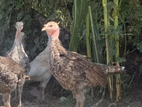 Turkeys — foto 4