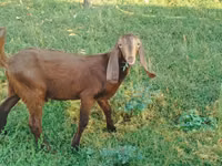 ماعز (دفعة، الجنس غير محدد), Nubian Goat — الصورة 2