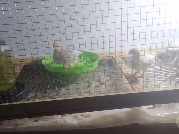 Leghorn