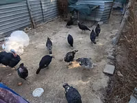Turkeys — 照片 2