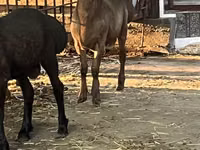 كبش, Rhon sheep — الصورة 4