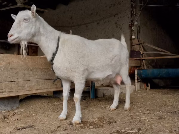 Ziege, Saanen goat