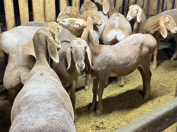 Oveja, Arashan sheep — Kirguistán