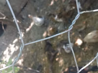 Hausente — Foto 5