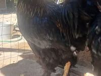 Brahma — Foto 1