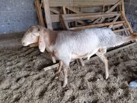 Oveja, Ovejas — foto 1