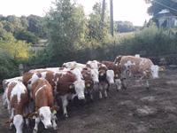 Bulle, Simmental cattle — Foto 5