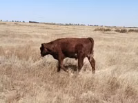 गाय, Latvian Blue cattle — फ़ोटो 4