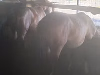 فرس, Kazakh horse — الصورة 4