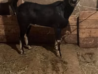 Cabro, Cabras — foto 2