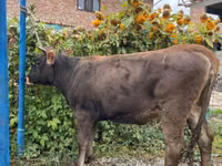 Kuh, Swiss cattle — Foto 2