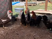 Chickens — foto 1