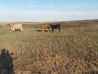 गाय, एबरडीन - एंगस — फ़ोटो 3
