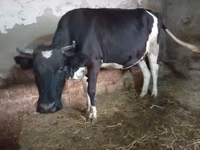 Vaca, Russian Black pied cattle — foto 4