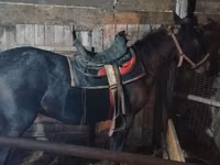 Caballo, Caballos — foto 3