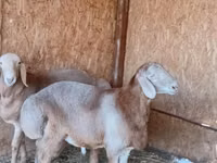 Қошқар, Arashan sheep — 4-сурет