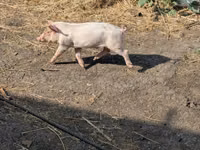 Schweine (Partie, Geschlecht nicht angegeben), Schweine — Foto 2