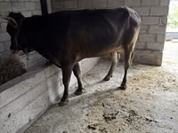 Kuh, Swiss cattle — Foto 4
