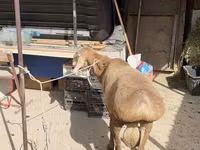 كبش, Arashan sheep — الصورة 5