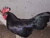 Chickens — الصورة 4