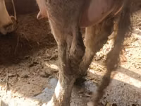 Sigir, Qoramol — 8-rasm