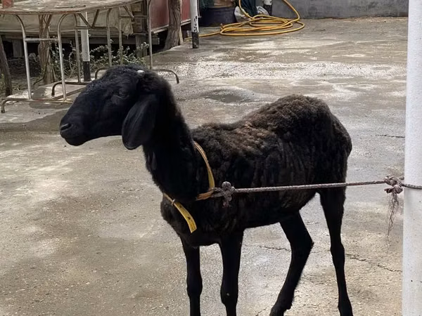 كبش, Arashan sheep