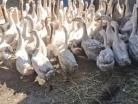 Geese — Foto 3