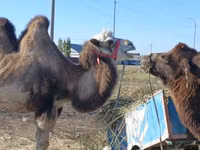 Kamelstute, Kazakh Bactrian camel — Foto 2