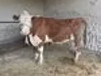 公牛, Simmental cattle — 照片 4