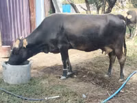 गाय, Latvian Blue cattle — फ़ोटो 1