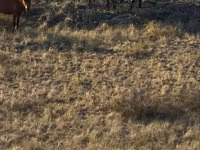 Pferde (Partie, Geschlecht nicht angegeben), Kazakh horse — Foto 6