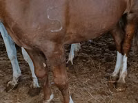 Mare, Horse breed — photo 2
