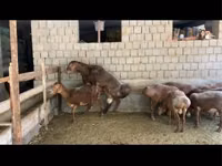 كبش, Hissar sheep — الصورة 1