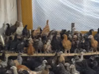 Chickens — Foto 2