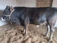 ثور, Swiss cattle — الصورة 2
