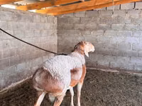 كبش, الأغنام — الصورة 2