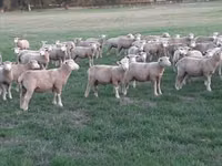 Овца, Иль-де-Франс овца — фото 3