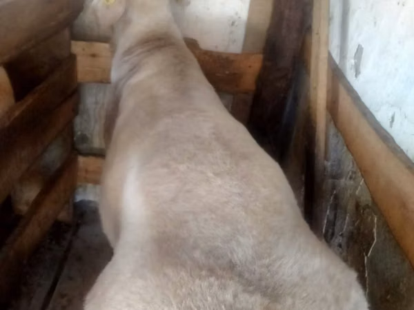 كبش, Arashan sheep — أوزبكستان