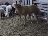 मेढ़ा, Arashan sheep — फ़ोटो 2