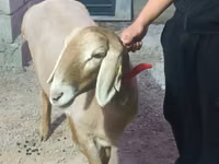 نعجة, Rhon sheep — الصورة 2