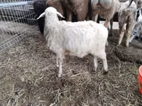 نعجة, Hissar sheep — الصورة 6
