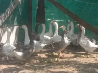 Geese — Foto 3